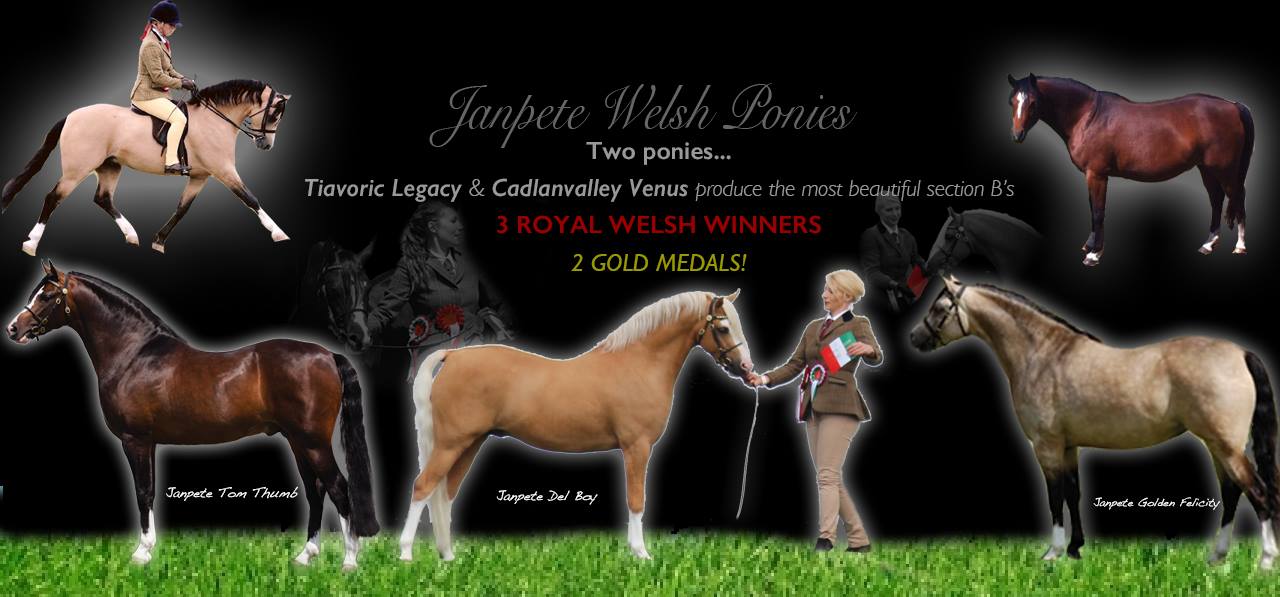 Janpete Welsh Ponies